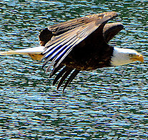 05-19-14 Not Looking for Eagles