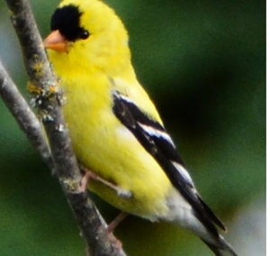 06 01 2016 Yellow Finches
